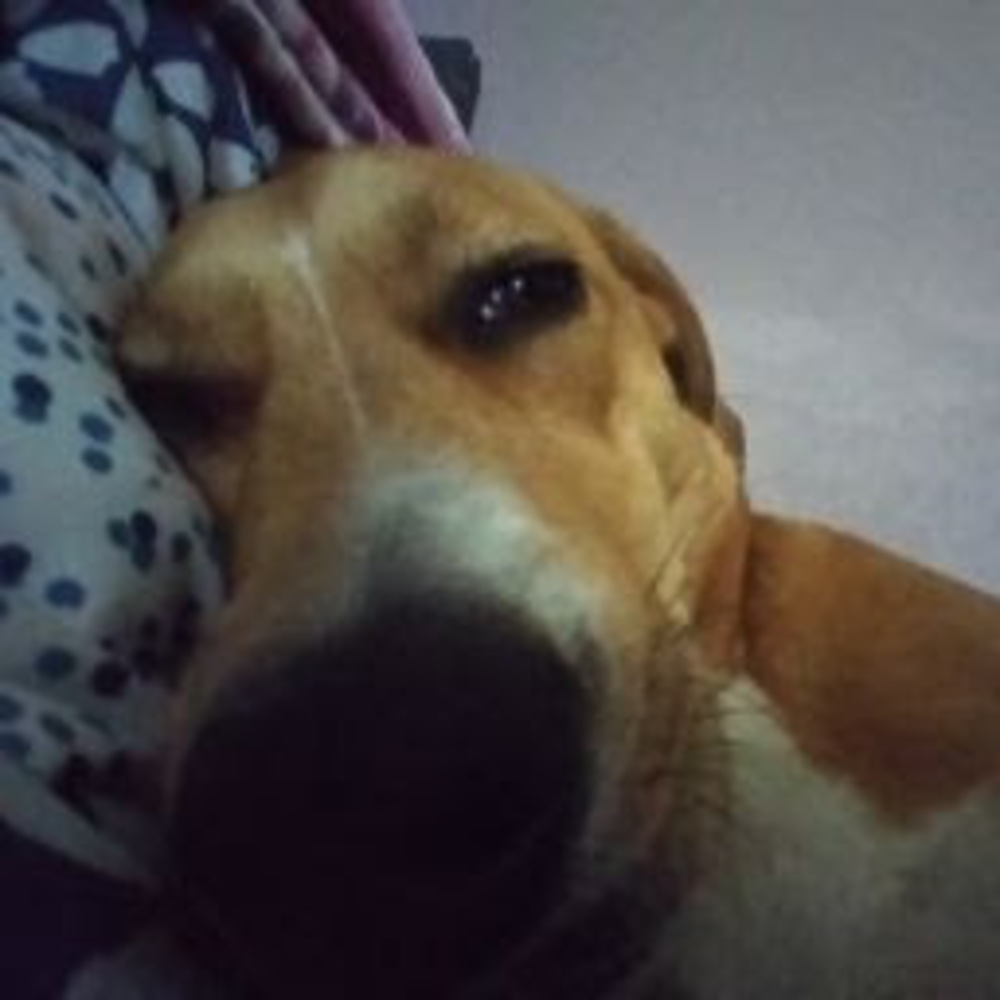 Meet your Posher, Anahy